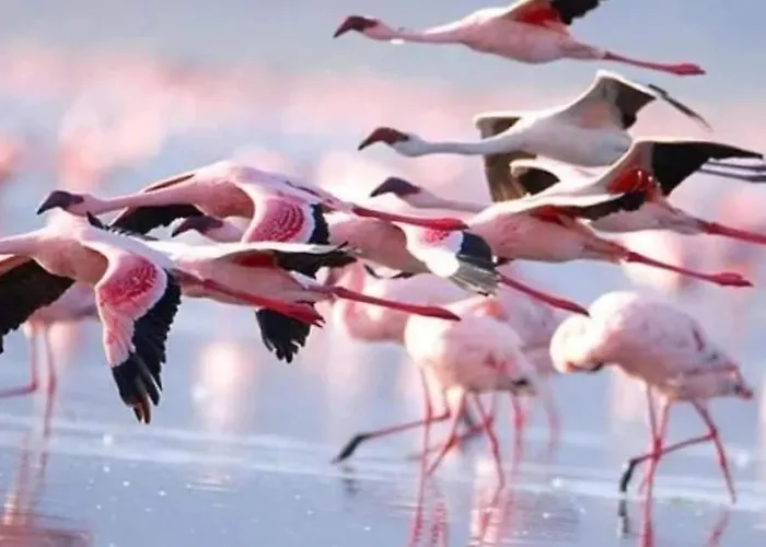 アパート Nissi Golden Sands Free Wifi *