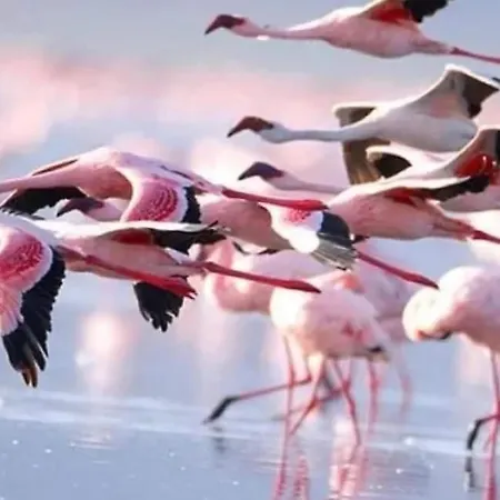 Apartament Nissi Golden Sands Free Wifi *